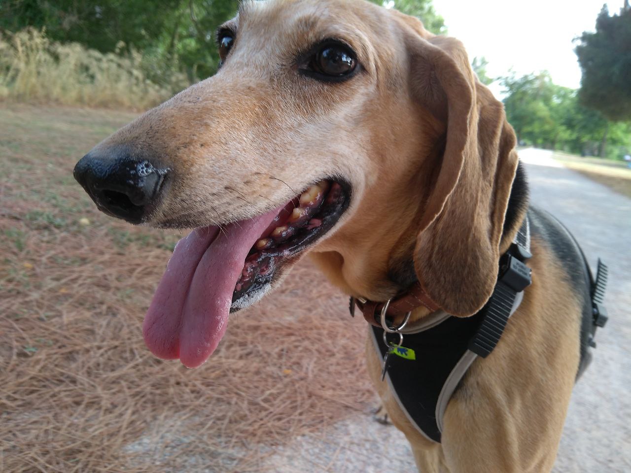 Spinone Italiano photo 2