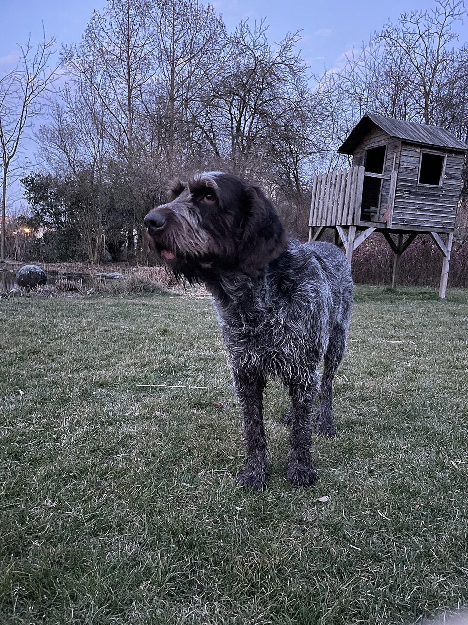 Spinone Italiano photo 3