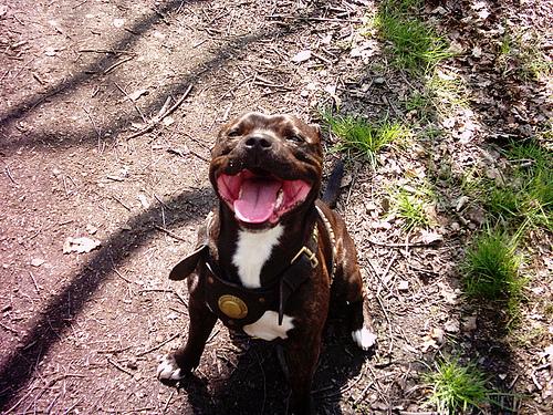 Staffordshire Bull Terrier photo 2