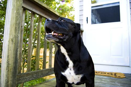 Staffordshire Bull Terrier photo 3
