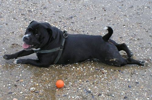 Staffordshire Bull Terrier photo 4