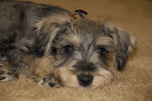 Standard Schnauzer photo 2