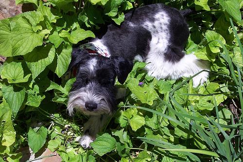 Standard Schnauzer photo 3