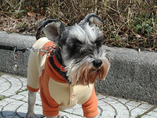 Standard Schnauzer