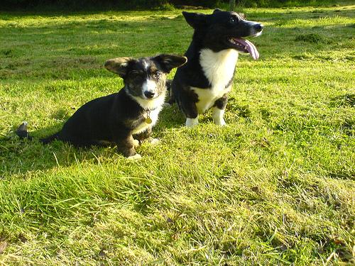 Swedish Vallhund photo 2