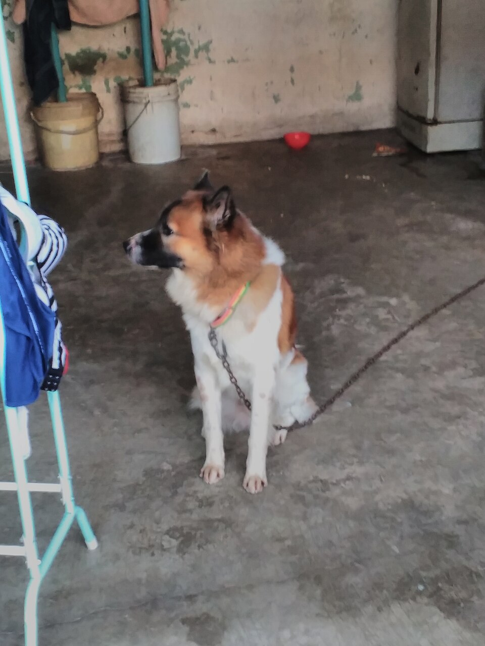 Thai Bangkaew Dog photo 3