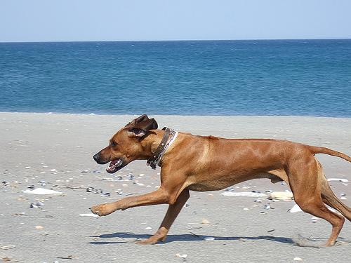 Thai Ridgeback photo 3