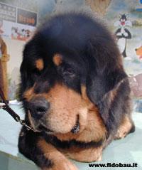 Tibetan Mastiff photo 2