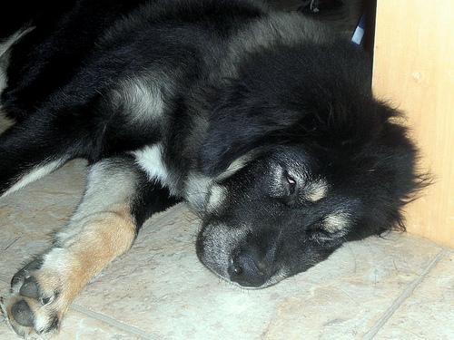 Tibetan Mastiff photo 3