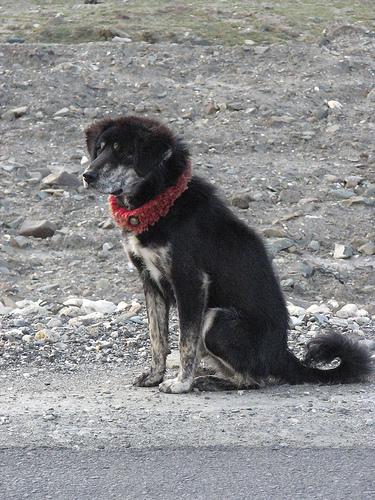 Tibetan Mastiff photo 4