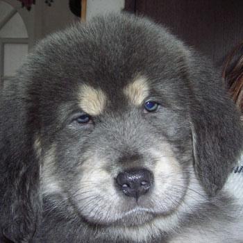 Tibetan Mastiff