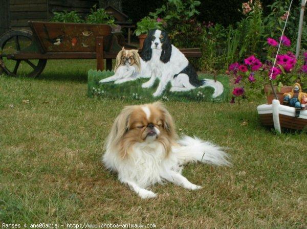 Tibetan Spaniel photo 2