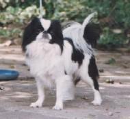 Tibetan Spaniel photo 3