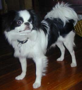 Tibetan Spaniel photo 4