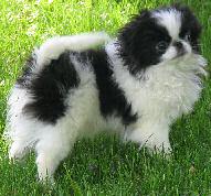 Tibetan Spaniel
