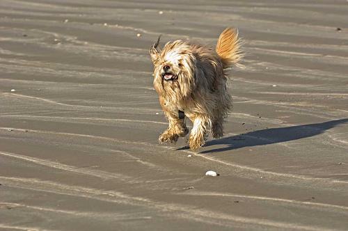 Tibetan Terrier photo 2