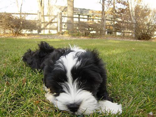 Tibetan Terrier photo 3