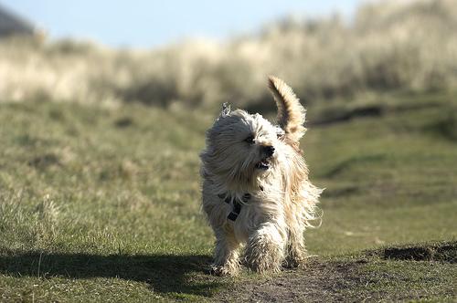 Tibetan Terrier photo 4