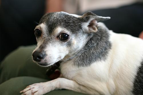 Toy Fox Terrier photo 2