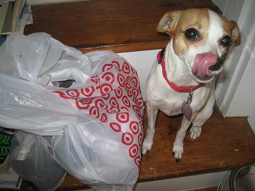 Toy Fox Terrier photo 3