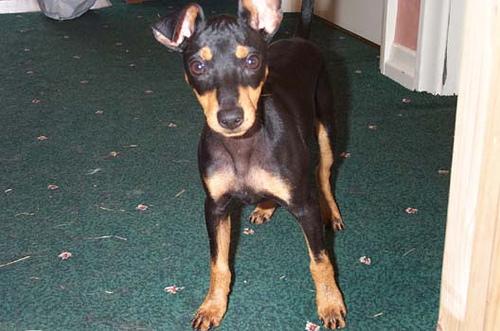 Toy Fox Terrier photo 4