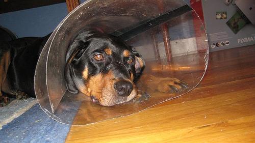 Treeing Walker Coonhound photo 3