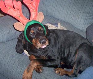 Treeing Walker Coonhound photo 4