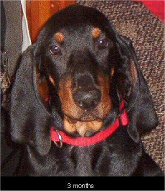 Treeing Walker Coonhound