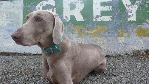 Weimaraner photo 2