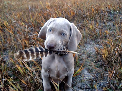 Weimaraner photo 3