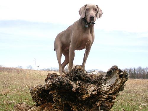 Weimaraner photo 4