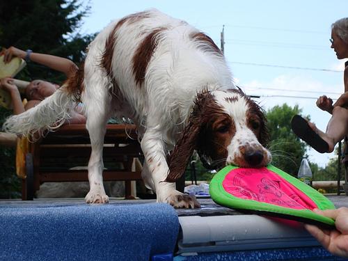 Welsh Springer Spaniel photo 2