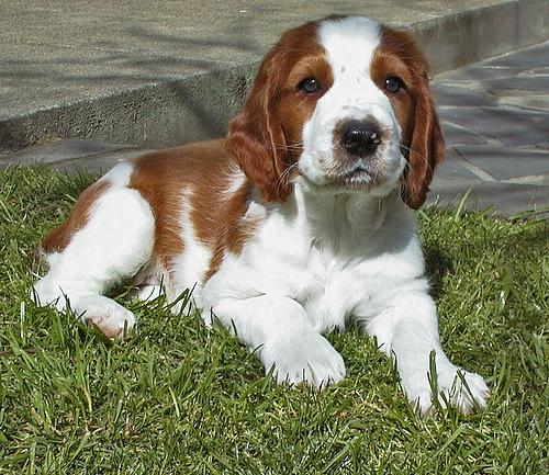 Welsh Springer Spaniel photo 4