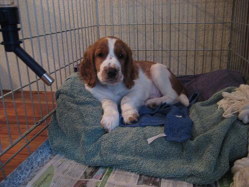Welsh Springer Spaniel