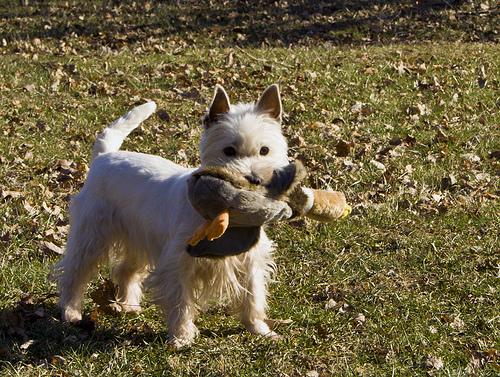 West Highland White Terrier photo 2