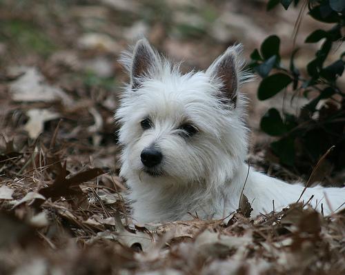 West Highland White Terrier photo 3
