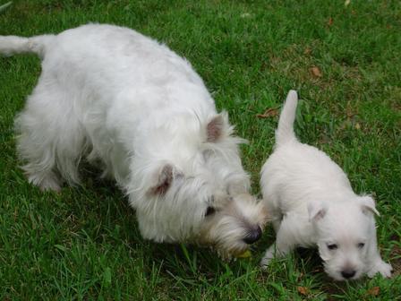 West Highland White Terrier photo 4