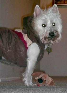 West Highland White Terrier