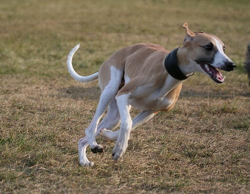 Whippet photo 3