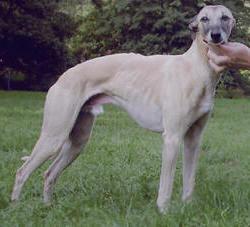 Whippet photo 4
