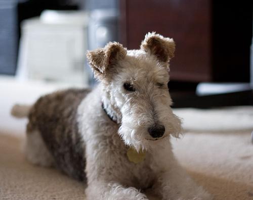 Wire Fox Terrier photo 2