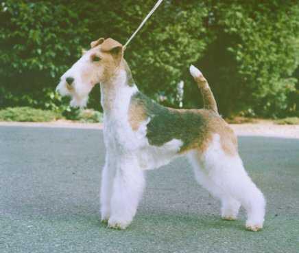 Wire Fox Terrier photo 3