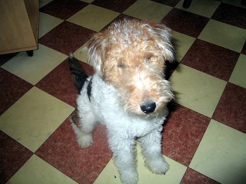 Wire Fox Terrier photo 4