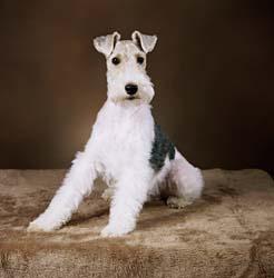 Wire Fox Terrier