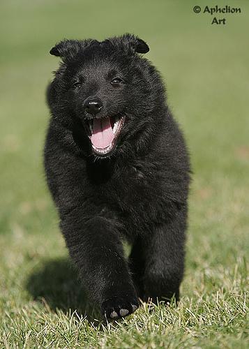 Wirehaired Pointing Griffon photo 2