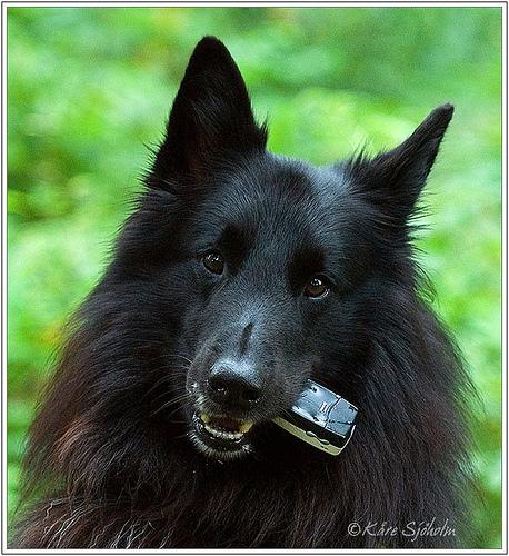 Wirehaired Pointing Griffon photo 3
