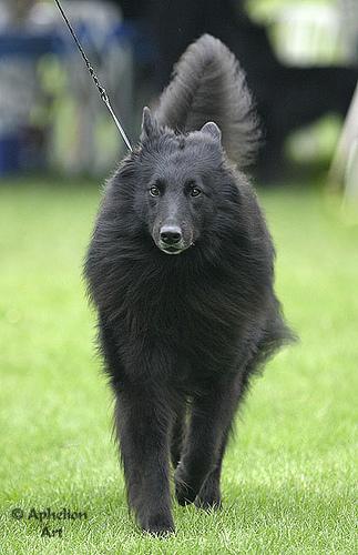 Wirehaired Pointing Griffon photo 4