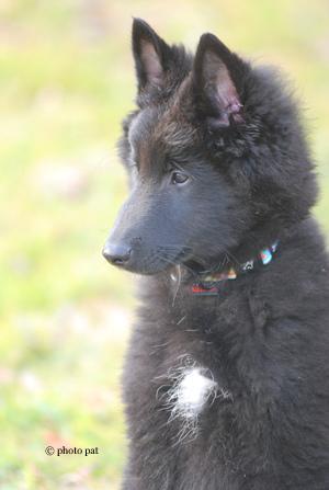 Wirehaired Pointing Griffon