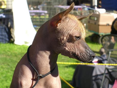 Xoloitzcuintli photo 2