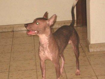 Xoloitzcuintli photo 3